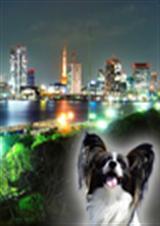 都市兽医奇遇记